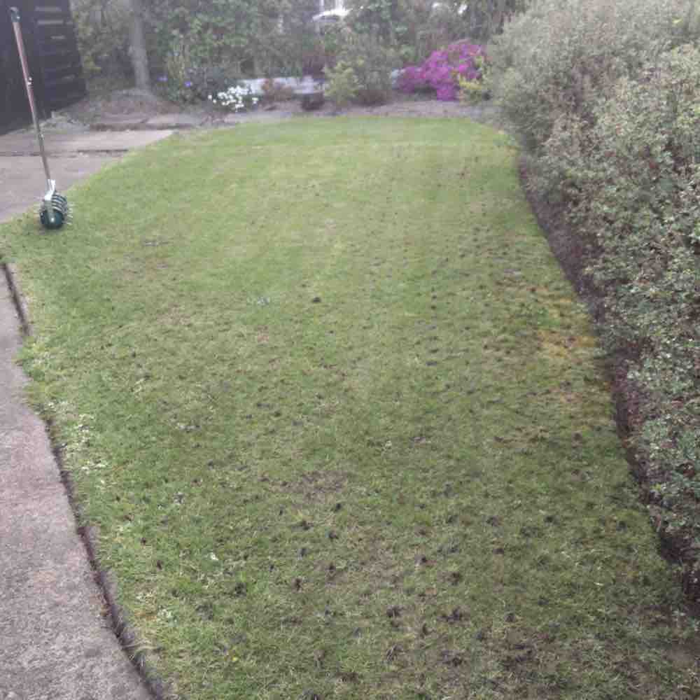 Spiked Lawn Roller: image 7
